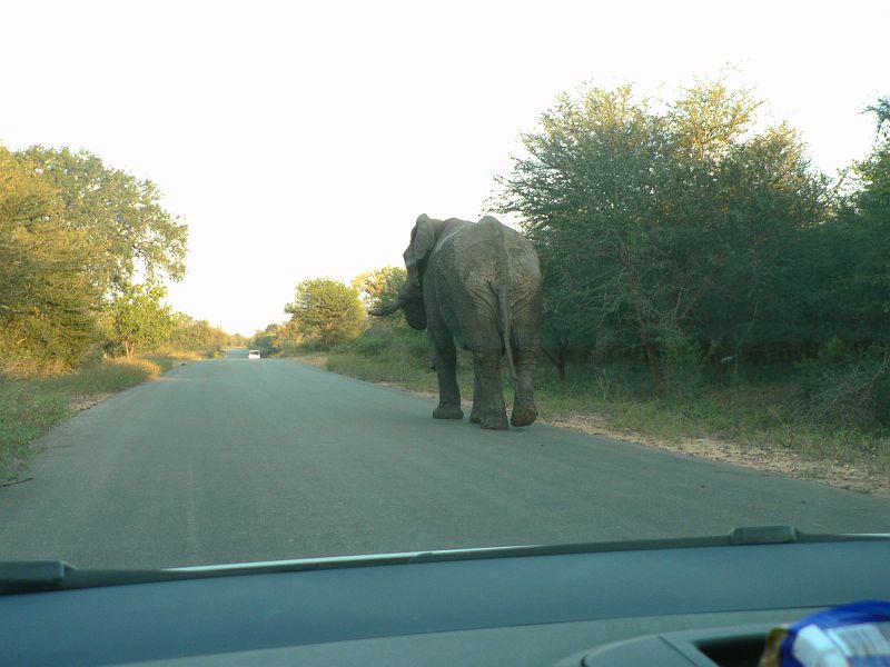 JAR 329_slon_spin.JPG - Nejnebezpečnější moment celého výletu, když opomenu naše promenádování po Johanesburgu. Tento obrovský slon si to kráčel po silnici a neměl vůbec v úmyslu nám uhnout.